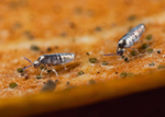 Lepidocyrtus curvicollis portfolio