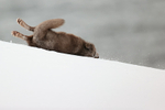 Arctic Fox rolling in snow, Hornstrandir, Iceland