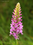 Fragrant Orchid (01)
