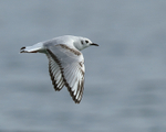Bonaparte's Gull flying low, Farmoor