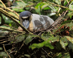 Boat-billed Heron on nest, Tortuguero, Costa Rica