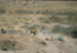 Lionness hunting the calf...