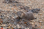 Otter