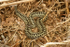 Adder (2)