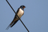 Swallow