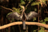Anhinga drying wings, early morning, Mato Grosso, Brazil