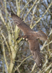 Saker Falcon