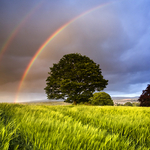 Tree & Rainbows