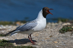 Black-headed Gull (breeding adult) calling at Brownsea Island