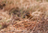 Red Grouse