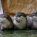 Otter's