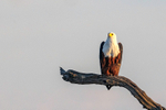 African Fish Eagle
