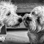 Commended - Companions -  Charlie Kidd