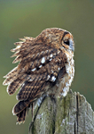 Tawny owl