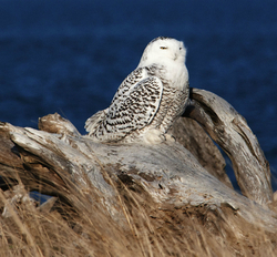 Snowy Owls portfolio