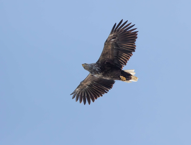 White Tailed Eagle - Isle of Mull - Scotland