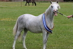 SIAL8006
