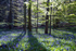 Bluebell Splay
