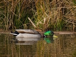 Mallard
