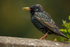 Starling