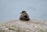 Great Skua