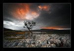 The Lone Tree