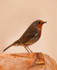 Robin