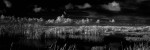 Lake Apopka I