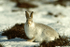 Mountain Hare