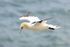 Gannet