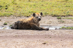 Spotted Hyena