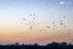 Starling Murmurations, Avalon Marshes_GS1126