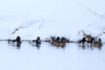 Ring-necked Ducks (male & female), Yellowstone National Park, Wyoming