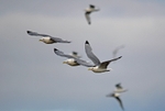 Kittiwakes