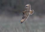 Short-eared Owl