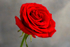 Single Red Rose - DSC_0705