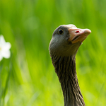 Greylag Goose