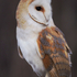 Barn Owl perched on a post