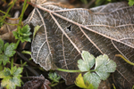 Winter Leaves 2