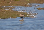 Dunlin