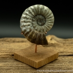 scun 169 Aegasteroceras sp