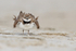 Wilson's Plover ruffles wings after bathing, Fort De Soto, Florida