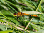 Ruddy Darter