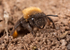 Andrena clarkella (f)