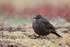 Tussockbird (Blackish Cinclodes), Falklands