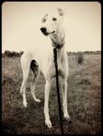 Specialist-Dog-Care-London