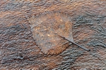 Leaf Camouflage