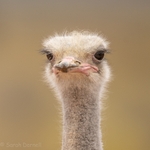 Ostrich SD202610