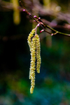 Hazel catkins Corylus avellana-014