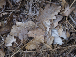 Frosted oak leaves